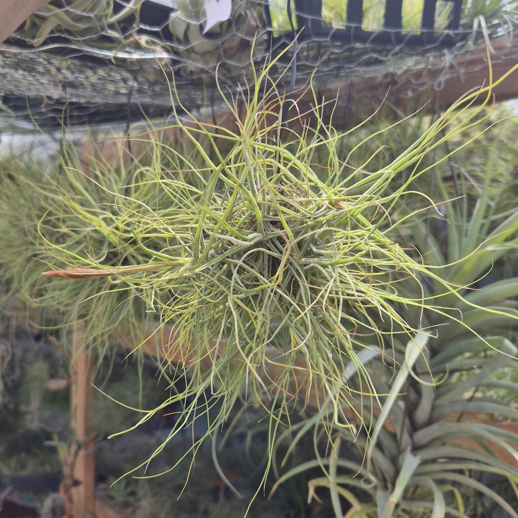 Tillandsia Schiedeana Hanging Clump