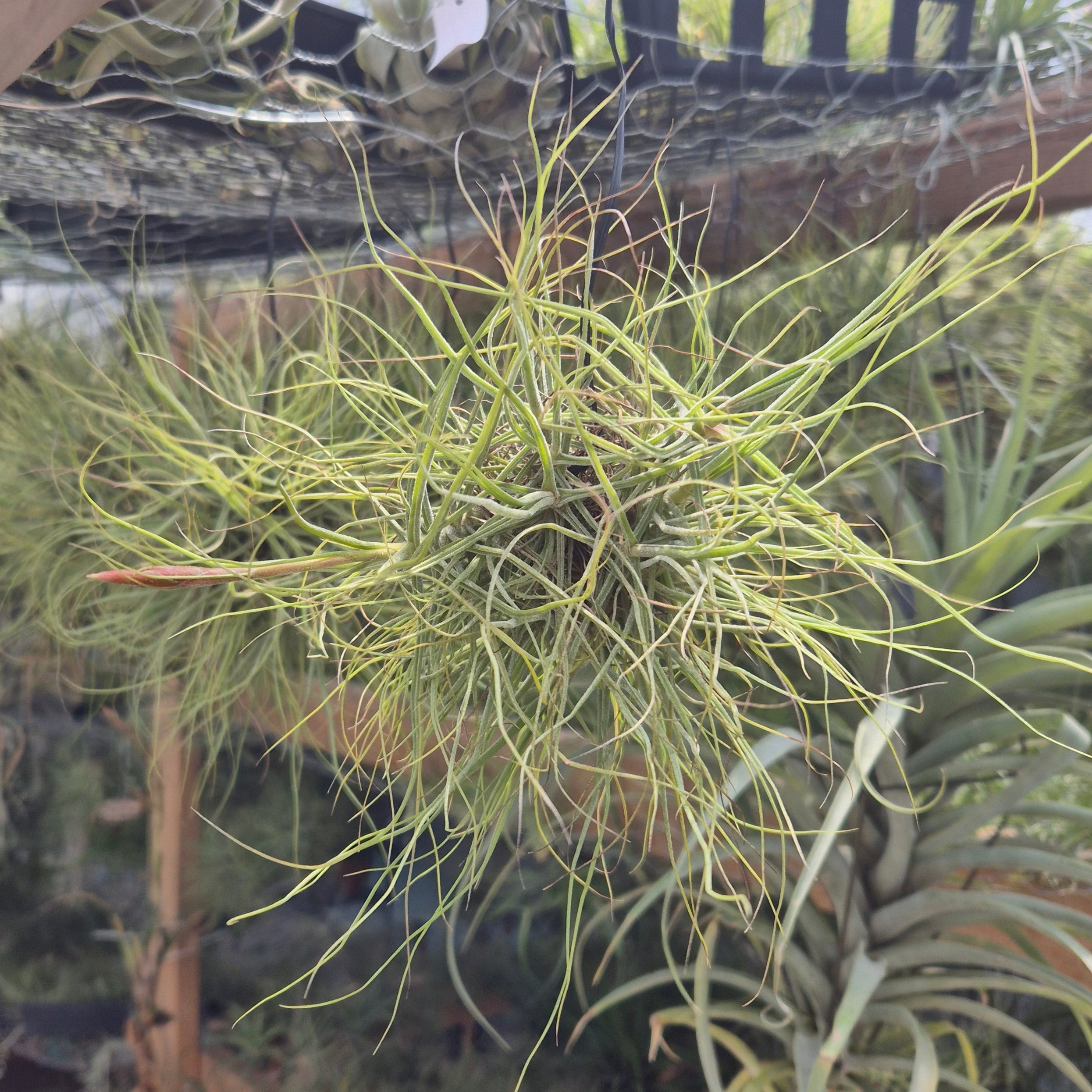 Tillandsia Schiedeana Hanging Clump
