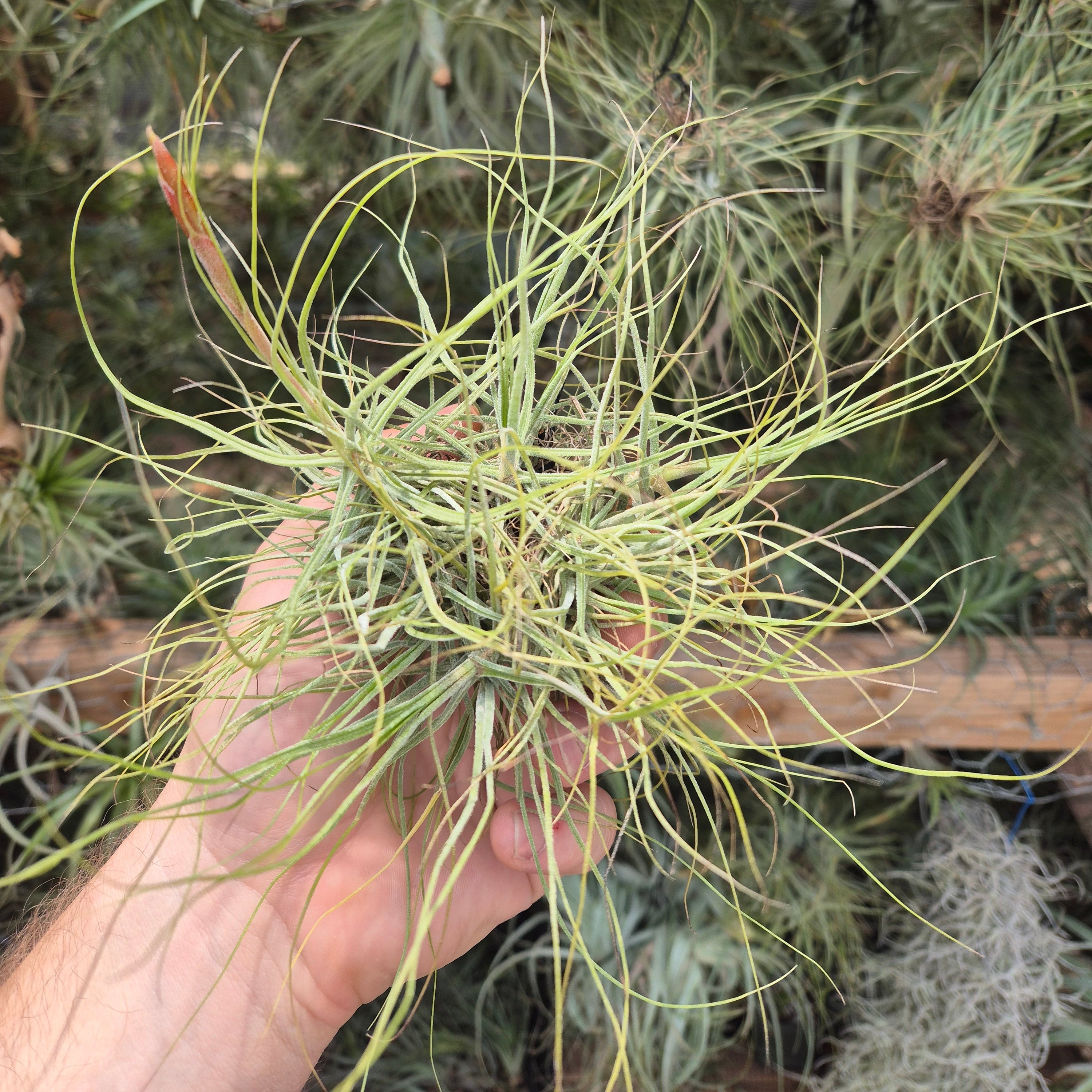 Tillandsia Schiedeana Hanging Clump