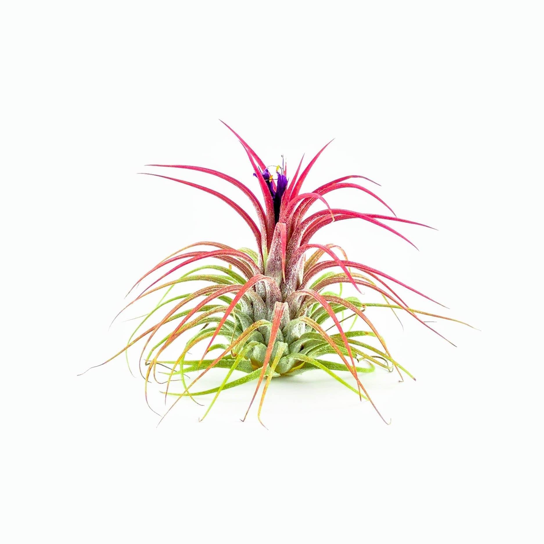 Ionantha Air plant pack, 3 5, 10, tillandsia air plants Air Plant Ionantha Pack, Air Plant Terrarium Plants Bulk Air Plants, Tillandsia