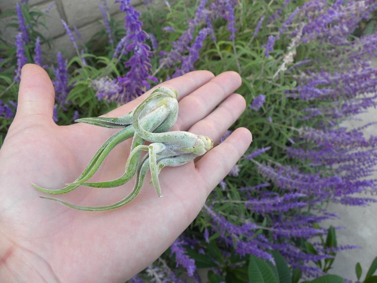 Tillandsia Caput Medusae