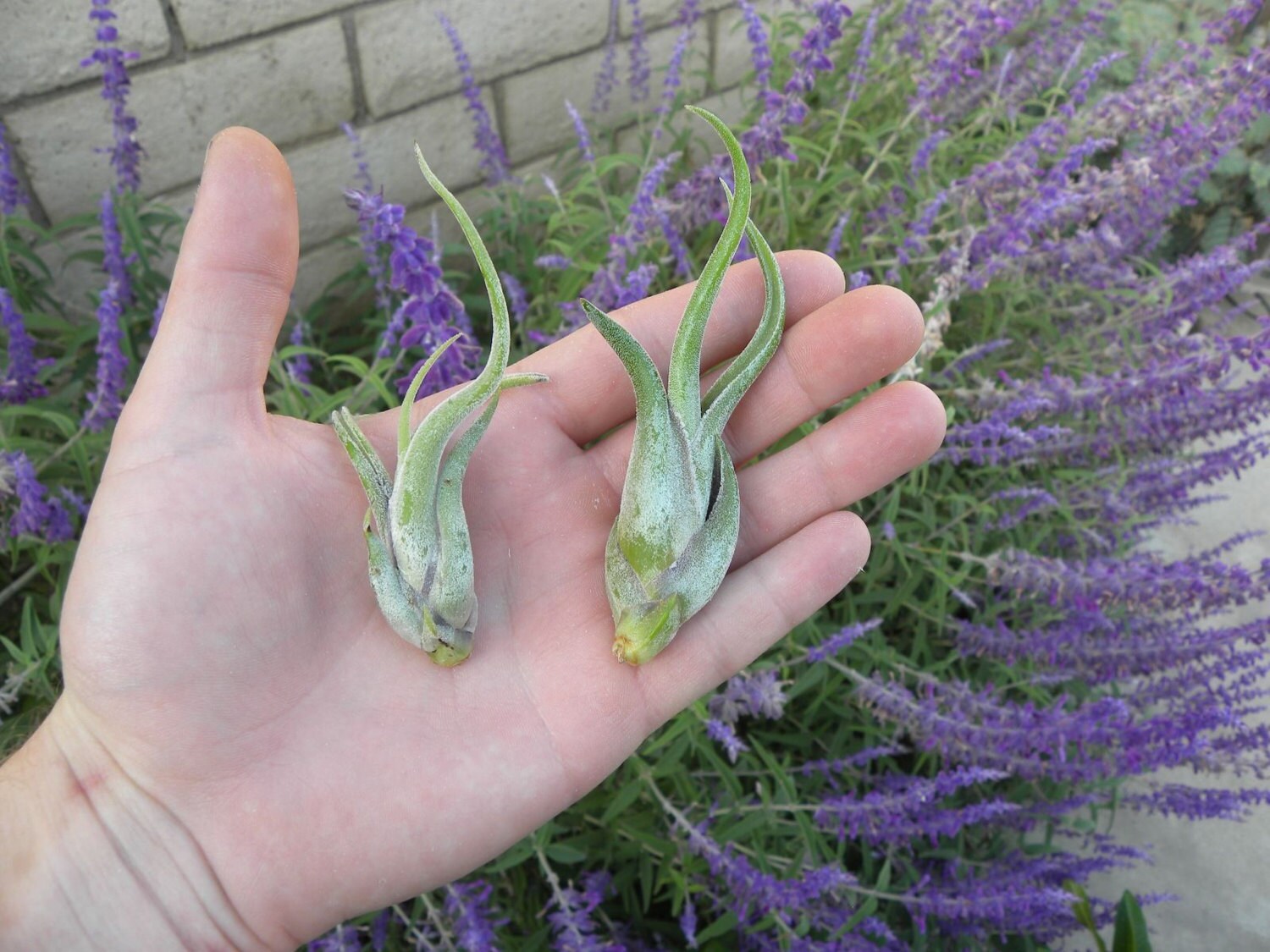 Tillandsia Caput Medusae