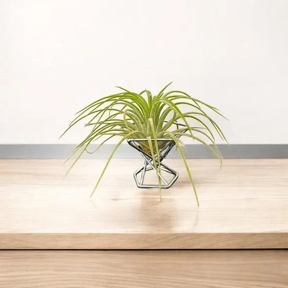 Mini Plant Stands – Small  Metal Plant Holders for Indoor Planters – Boho, Rustic, Mid-Century Display Stands for Air Plants