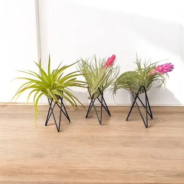 Geometric Air Plant Stand – Modern Metal Plant Holder with Live Tillandsia – Minimalist Desk or Shelf Decor