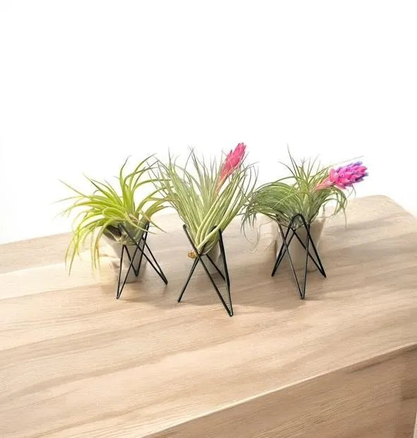 Geometric Air Plant Stand – Modern Metal Plant Holder with Live Tillandsia – Minimalist Desk or Shelf Decor
