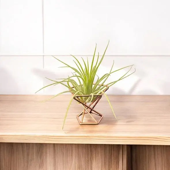Mini Plant Stands – Small  Metal Plant Holders for Indoor Planters – Boho, Rustic, Mid-Century Display Stands for Air Plants